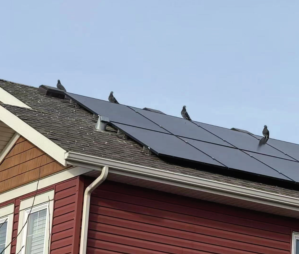 Birds on a rooftop solar panel array